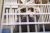 Britisch-Kurzhaar-Katze schaut in einer Tierarztpraxis aus einer Transportbox.
