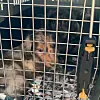 Dackelwelpen sitzen eingesperrt in einer Transportbox zwischen Gepäckstücken im Transporter.