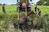 Helfer bergen ein feststeckendes Pferd mit einem Traktor aus einem Graben.