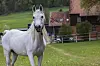 Weiße Araberstute steht auf der Weide im Gestüt Marbach vor Hofgebäuden.