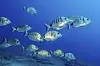 Kleiner Schwarm gestreifter Geißbrassen im blauen Atlantikwasser vor Fuerteventura.