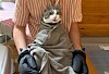 Der Kater Urmel sucht dringend ein neues Zuhause.