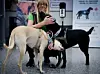 Zwei der beiden Corona Spürhunde, K'ssi (l) und Miina, mit ihrer Betreuerin.