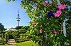Pinke Rosen im Rosengarten von Planten un Blomen, dahinter der Hamburger Fernsehturm.