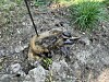 Auf einem Metallstab aufgespießte Nutria liegt in Hamburg im Schlamm zwischen Gras.