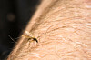 Mücke auf behaarter menschlicher Haut.