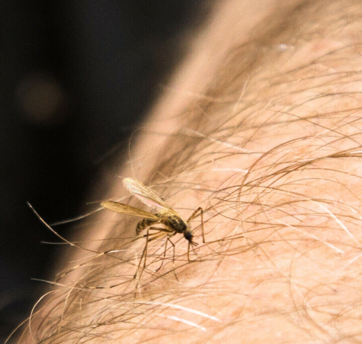 Mücke auf behaarter menschlicher Haut.