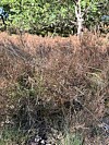 Braun statt Lila: Der Heideblattkäfer knabbert die hübsche Blüte in der Fischbeker Heide ab.