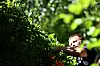 Landschaftsgärtner Benny schneidet eine hohe Buchenhecke im Stadtpark Hamburg.