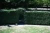 Meterhohe Buchenhecke mit Torbogen umschließt das grasbewachsene Rondell beim Stadtpark-Open-Air.