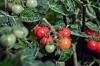 Rote, orange und grüne Tomaten wachsen dicht an Blättern in einem Beet.