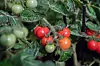 Rote, orange und grüne Tomaten wachsen dicht an Blättern in einem Beet.