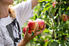 Erntehelfer hält zwei rote SweeTango-Äpfel auf einer Plantage in Ravensburg.
