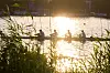 Ruderer fahren bei Sonnenaufgang durch das goldglitzernde Wasser der Alster, umgeben von Schilf.