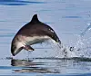 Delfin springt aus dem glitzernden Wasser und erzeugt eine Spritzfontäne.