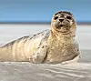 Seehundrobbe liegt auf einem Sandstrand vor dem Meer und blickt in die Kamera.