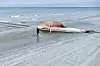Toter Buckelwal «Timmy» liegt an einem flachen Strand der dänischen Insel Anholt im seichten Wasser.