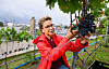 Carola Veit erntet am Stintfang in Hamburg reife Weintrauben vor dem Panorama der Landungsbrücken.