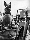 Polizeihund Arny war vor 60 Jahren ein vierbeiniger Medienstar in Hamburg.