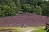 Menschen in lila blühender Heide