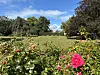 Pink blühende Rosen vor einer weitläufigen Gartenanlage mit Rasen, Bäumen und blauem Himmel