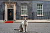 Downing Street Cat Larry Recovers After Surgery