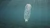 Eine weggeworfene Plastikflasche treibt im Wasser.