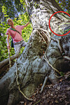 Reporter bei beschädigtem Baum
