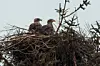 Zwei Seeadler sitzen auf dem Horstbaum in einem intakten Nest.
