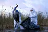 Umweltarbeiter sammeln die Kadaver von Vögeln, die an der Vogelgrippe verendet sind, aus einem See.