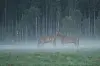 Pferde auf einer Grasfläche