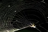 Spinne im Netz