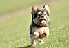 Yorkshire Terrier Hund