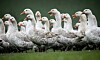Gänse