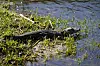Bei dem Alligator handelt es sich den Videoaufnahmen zufolge um ein 80 bis 100 Zentimeter großes Jungtier (Symbolfoto).