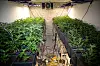 Im Keller seines Hauses in Quickborn züchtete ein Mann mehrere hundert Cannabispflanzen.