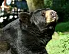 Schwarzbär Jack