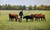 Marc Janz streichelt seine Angus-Rinder. Um sie macht er sich am meisten Sorgen: Ein Kalb ist 1200€ wert.