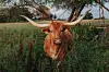 Texas Longhorn