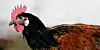Hühner werden bei Großstädtern immer beliebter.