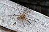 Die Nosferatu-Spinne ist inzwischen in fast ganz Deutschland verbreitet – auch in Niedersachsen.