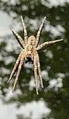 Eine Nosferatu-Spinne sitzt auf einem Autodach.
