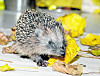 Tierheim Süderstrasse Foto:Dieser kleine Igel ist untergewichtig.