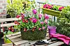 Eine Schale mit Tulpen und Bellies auf dem Balkon.