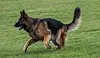 Ein Schäferhund (Symbolfoto).