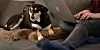 Viele Tierhalten sehen Hund und Katze als große Stütze in der Pandemie an.