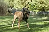 Schäferhund