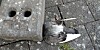 Ein Bild, das fassungslos macht: Tierquäler köpften am Baumwall eine Stadttaube.