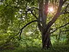 Großer alter Baum im Altenwerder Kirchental