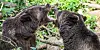 Aggressive Stimmung: Bei Hagenbeck ist der Bär los.